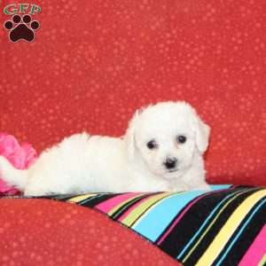 Sunflower, Bichon Frise Puppy